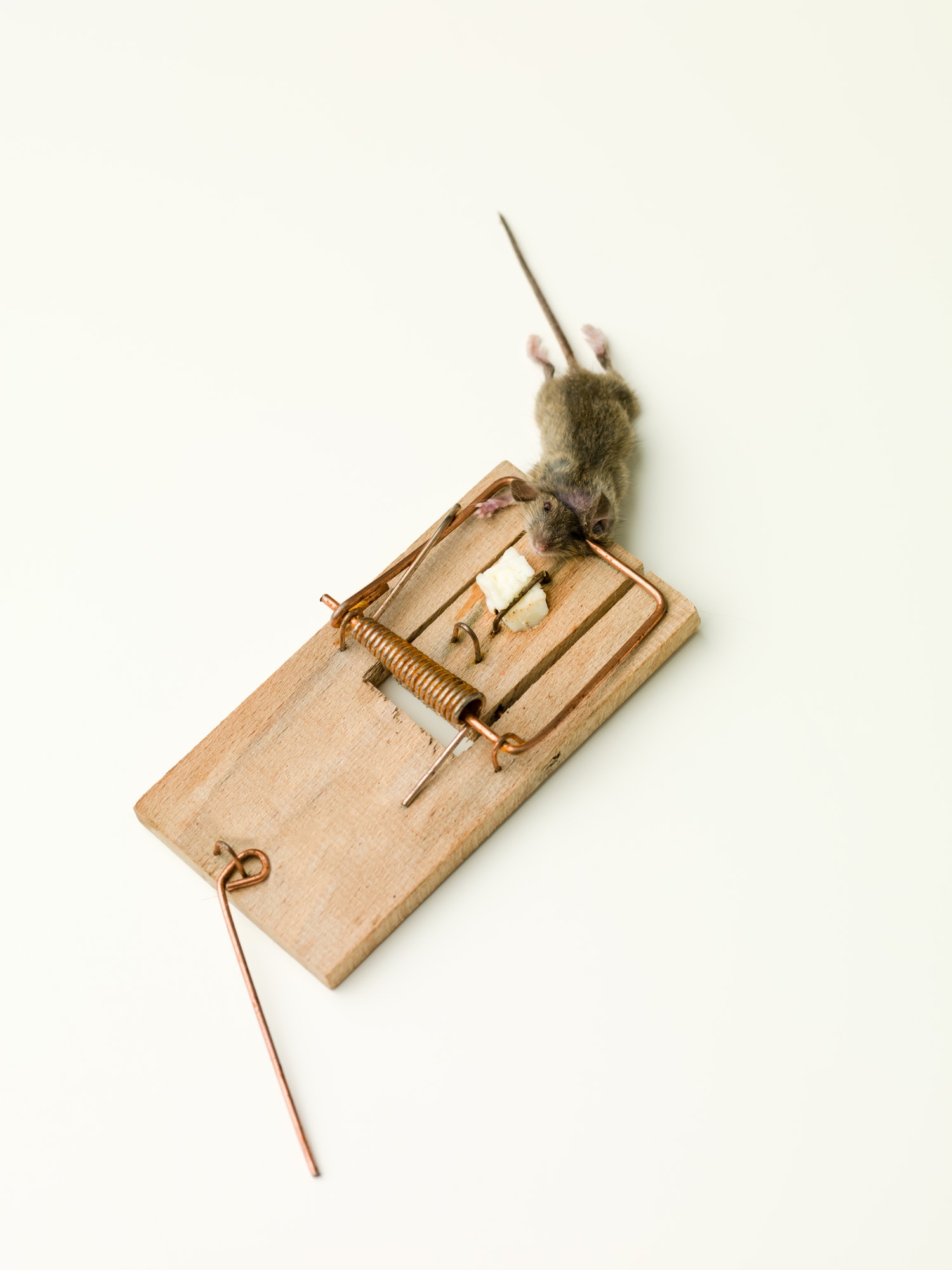 mice in a trap
